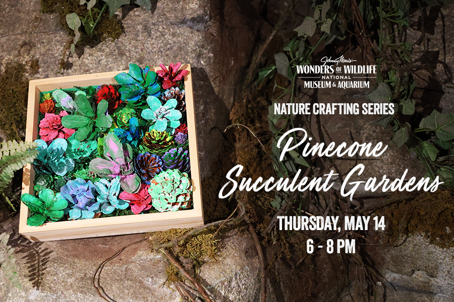 Wonders of Wildlife National Museum & Aquarium Nature Crafting Series Pinecone Succulent Gardens Thursday, May 14 6 - 8 p.m.