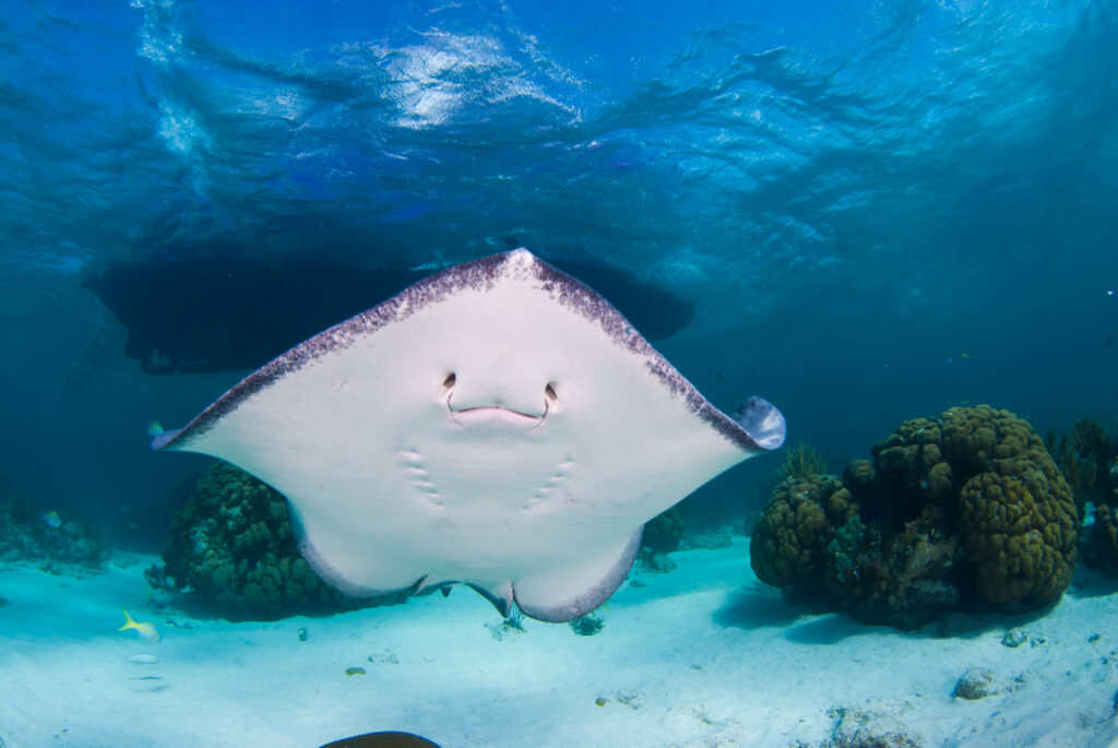 A southern stingray cruises through the shallow warm water in the caribbean sea. This location in Grand Cayman is a popular tourist destination for divers and snorkelers to watch these species