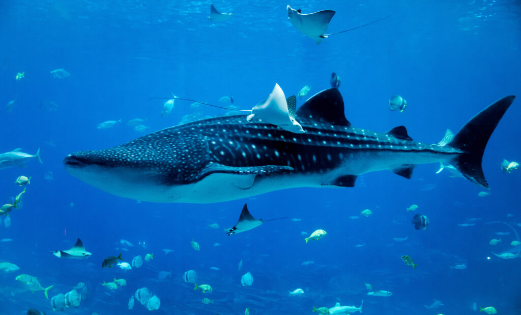 great whale in aquarium