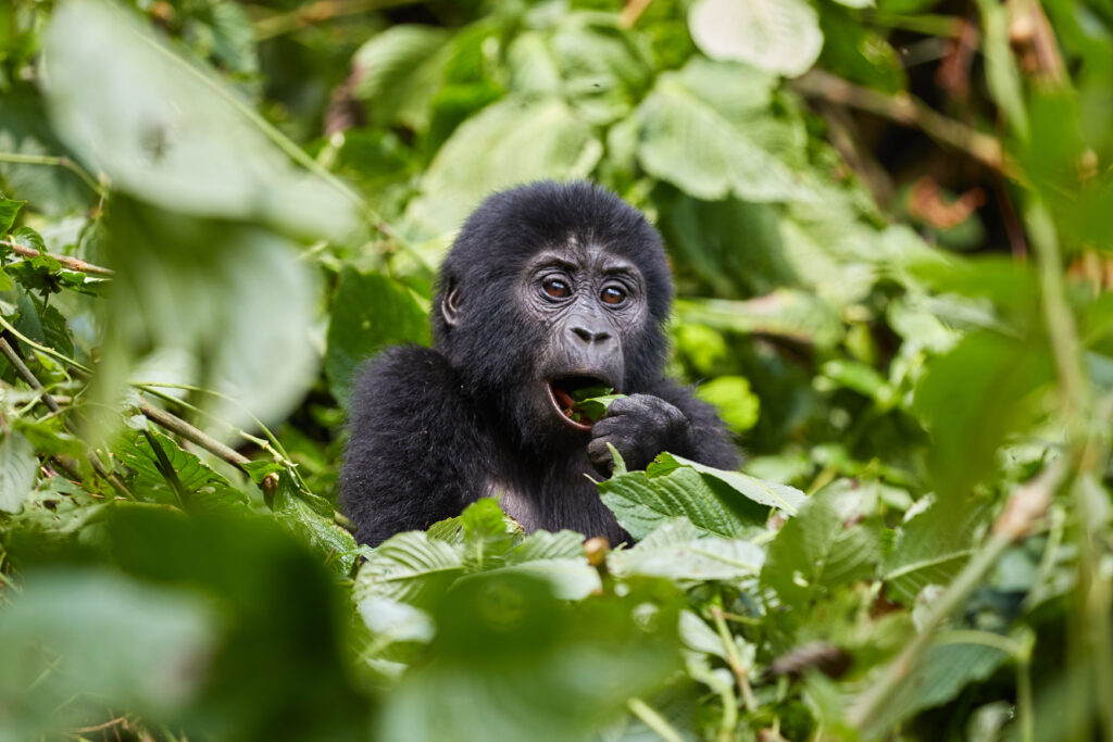 Young gorilla in Bwindi Impenetrable Forest