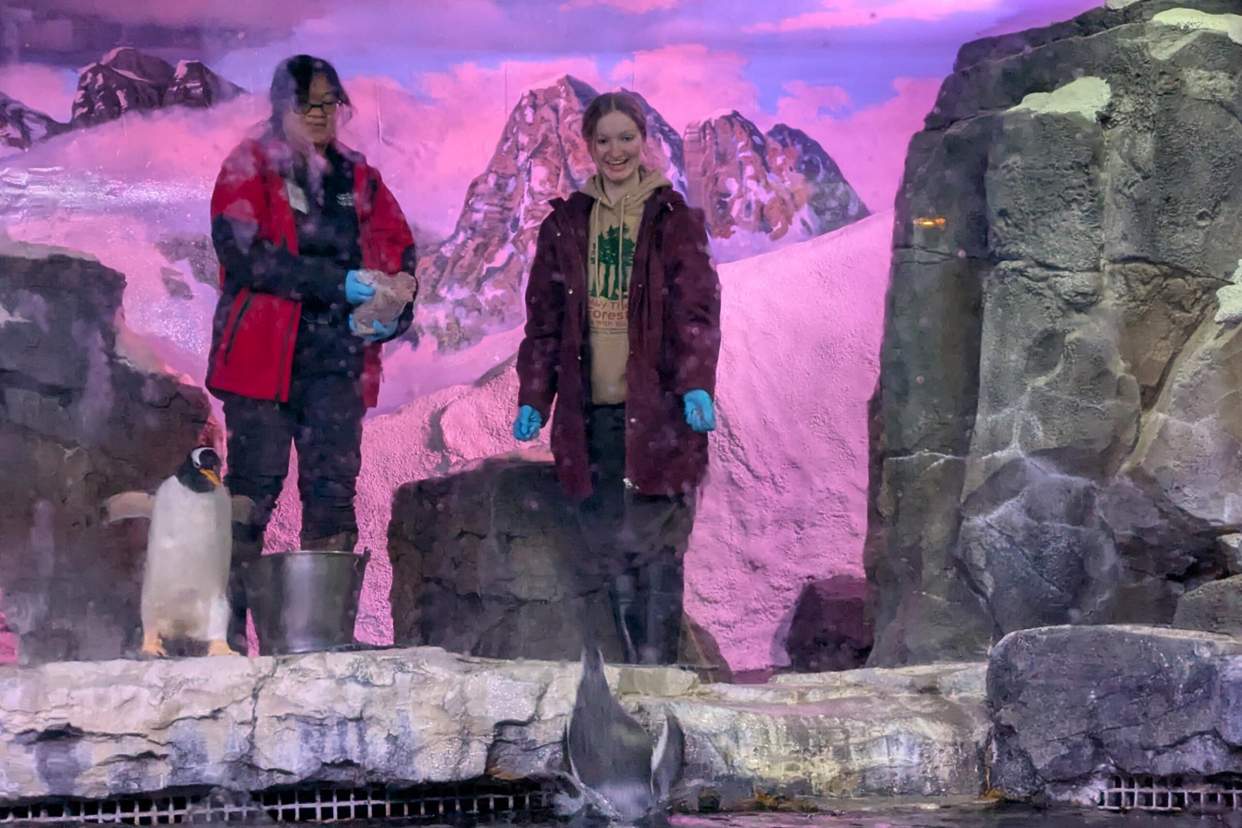 Wonders of Wildlife volunteers wearing warm clothes help feed the gentoo penguins.