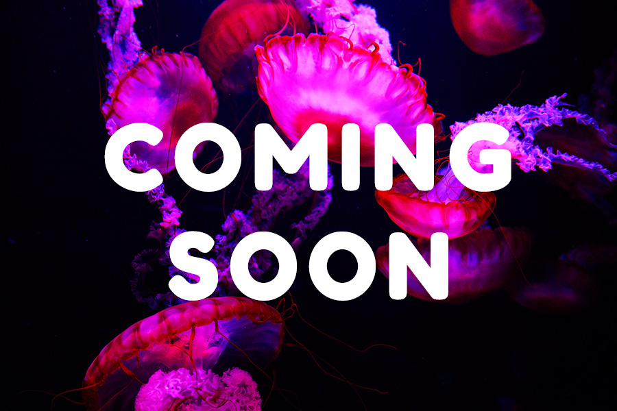 Cluster of vibrant magenta colored jellies float in dark water with text over the top saying "Coming Soon".