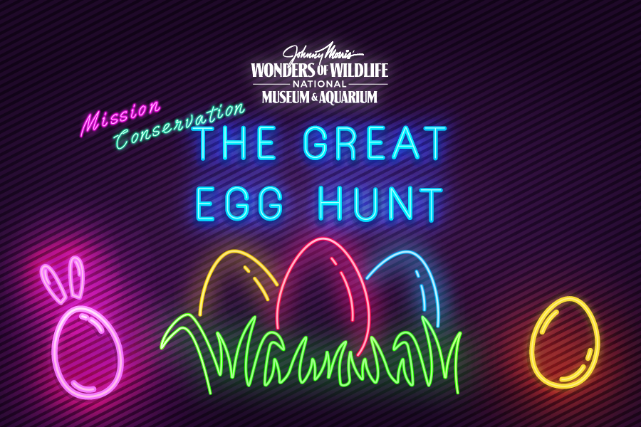 Wonders of Wildlife National Museum and Aquarium Mission Conservation The Great Egg Hunt
