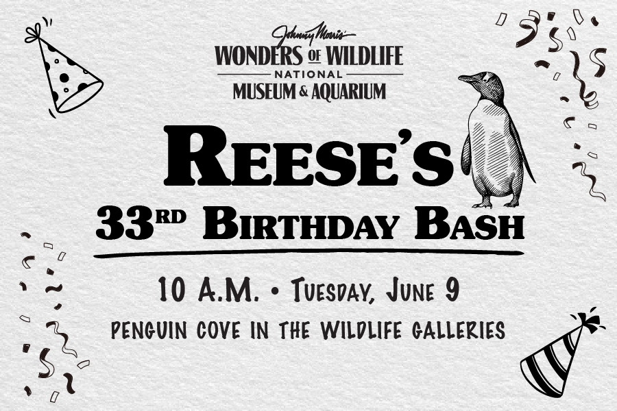 Header image with text: Wonders of Wildlife National Museum & Aquarium Reese's 33rd Birthday Bash 10 a.m. • Tuesday, June 9 Penguin Cove in the Wildlife Galleries