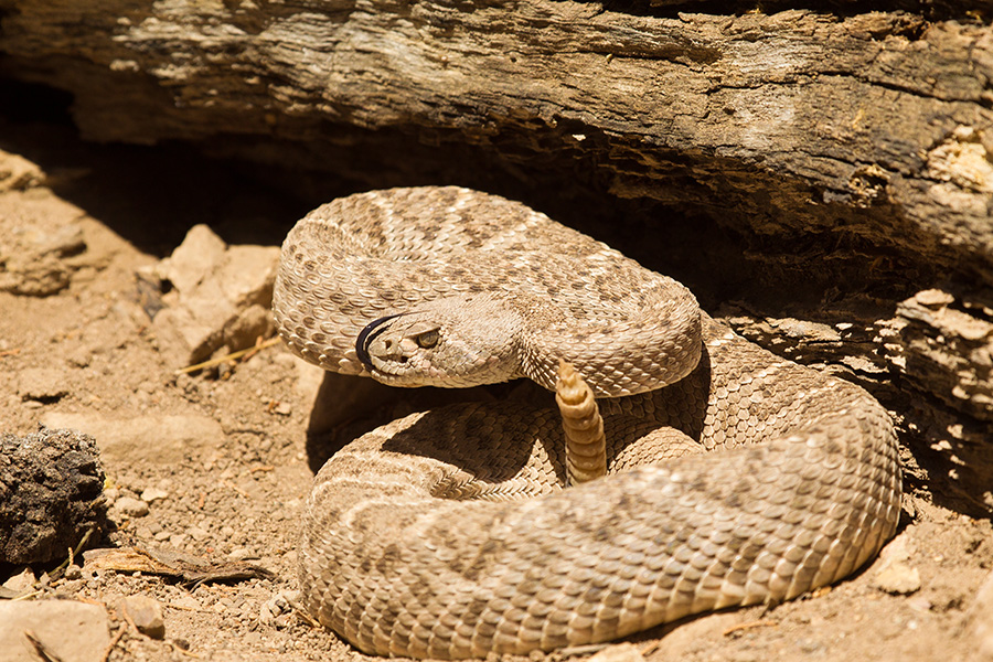 A coiled up Western Diamondback snake sits in the hot sun while hissing at something.