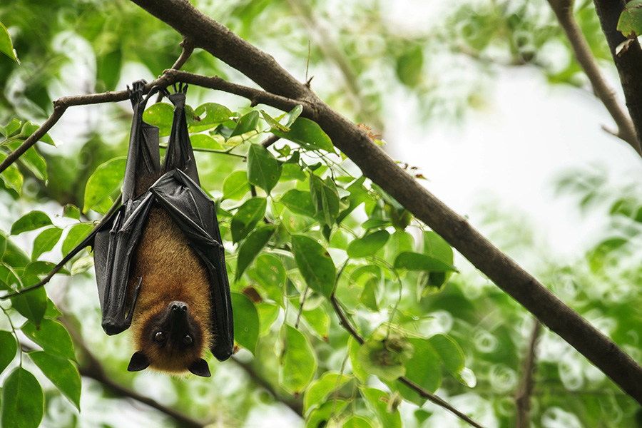 Bat hanging upside down on the tree.