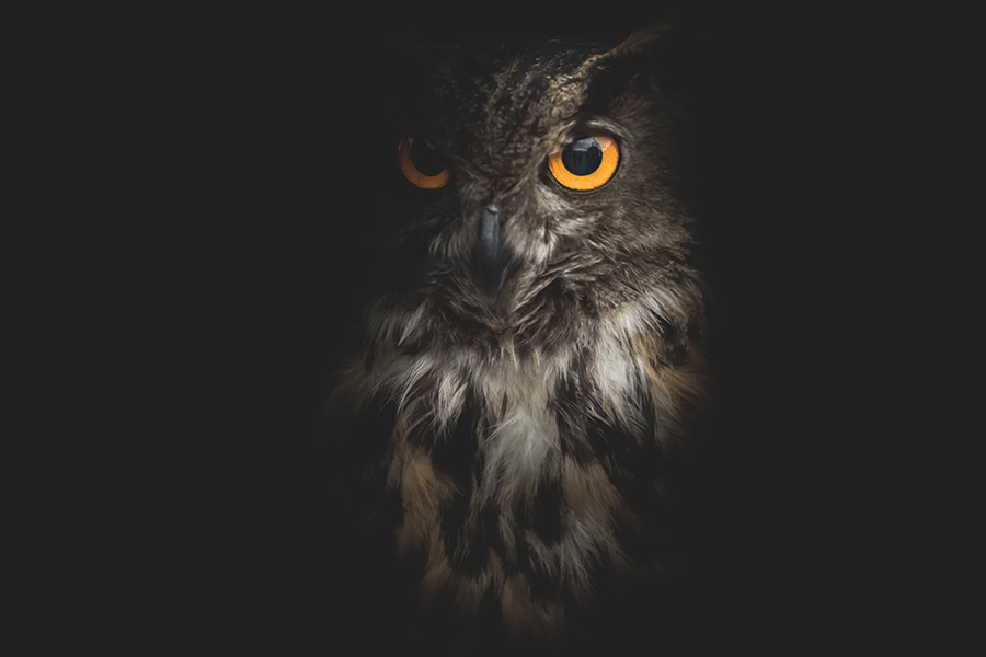 An owl peaks out of the darkness with it's bright orange eyes on a black background.