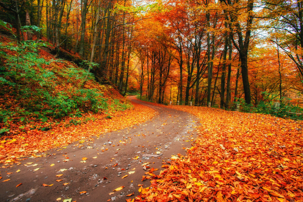 A road in a forest covered in autumn leaves of orange, red, and yellow.