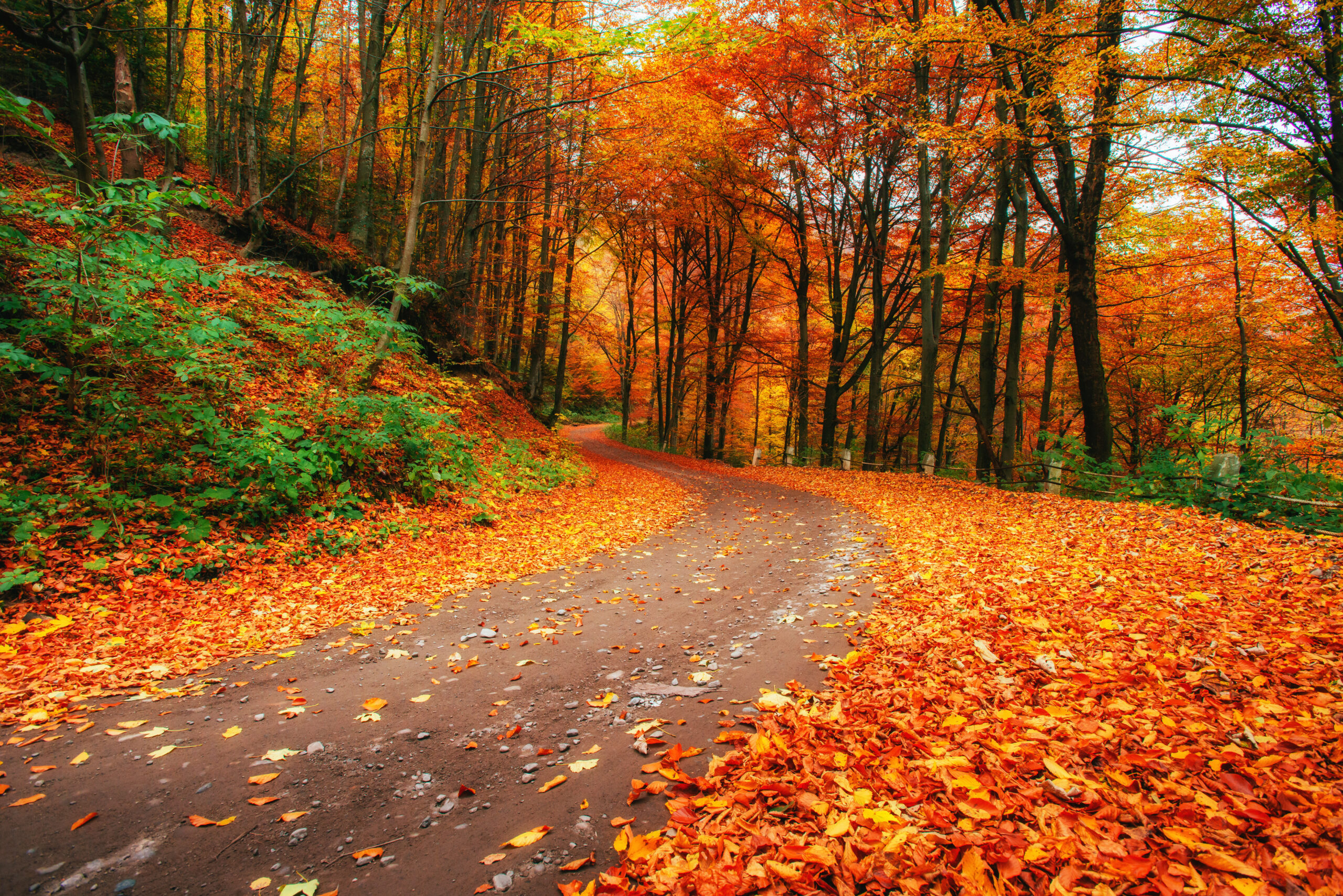A road in a forest covered in autumn leaves of orange, red, and yellow.