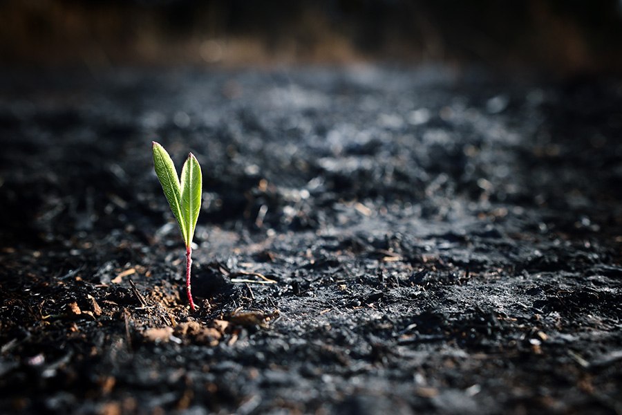 A single green plant sprouts through the burnt ground after a fire.
