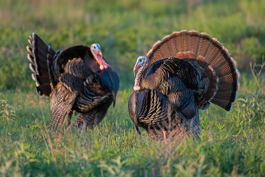 Two male turkeys standing among green grass.