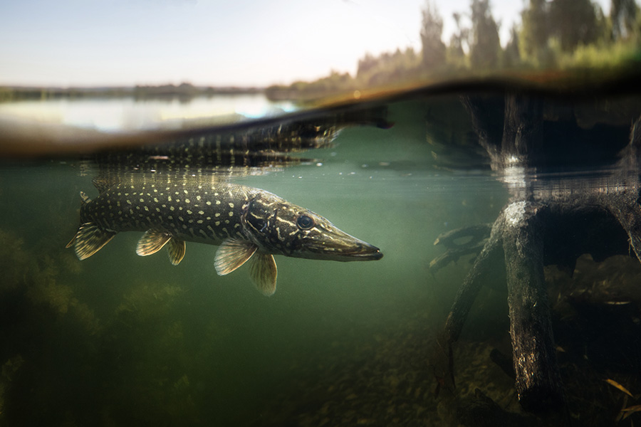 An underwater image of a large fish swimming up to the water's surface in a river.