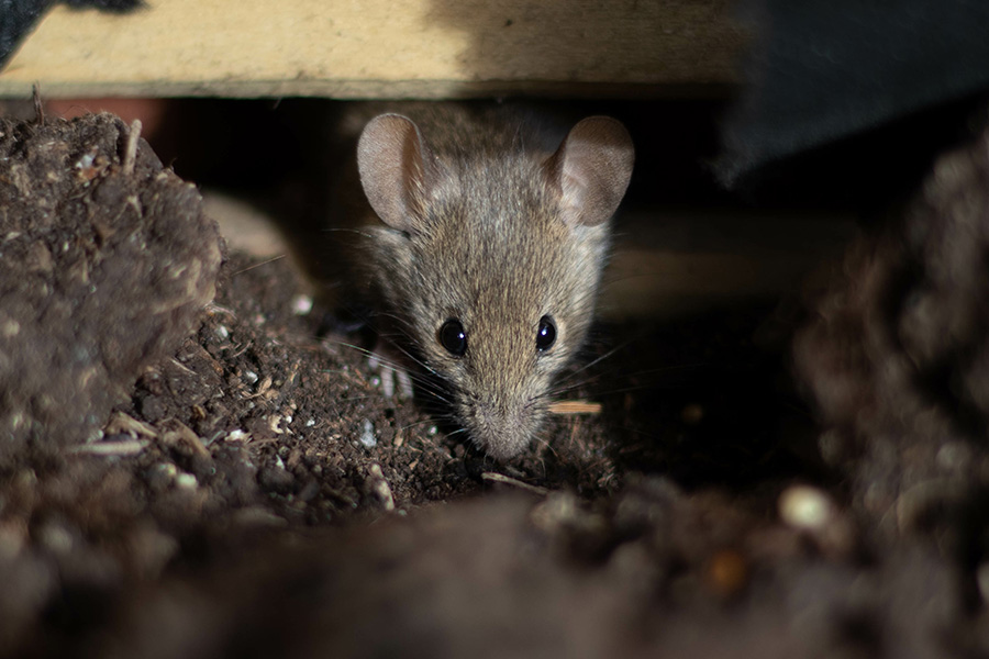 A small mouse head is poking out of a dark hold under a building while it sniffs the dirt.