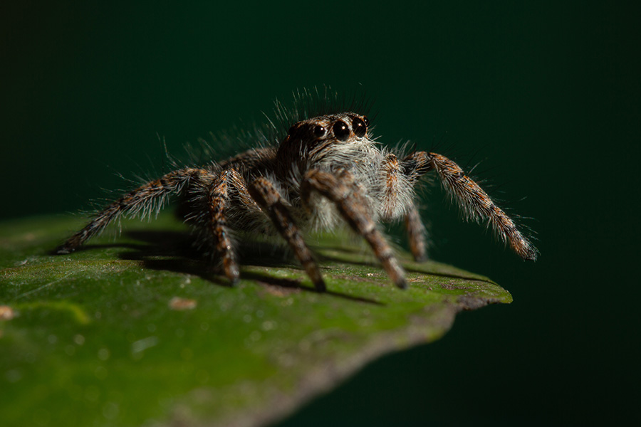 A small jumping spider is perched on a leaf.