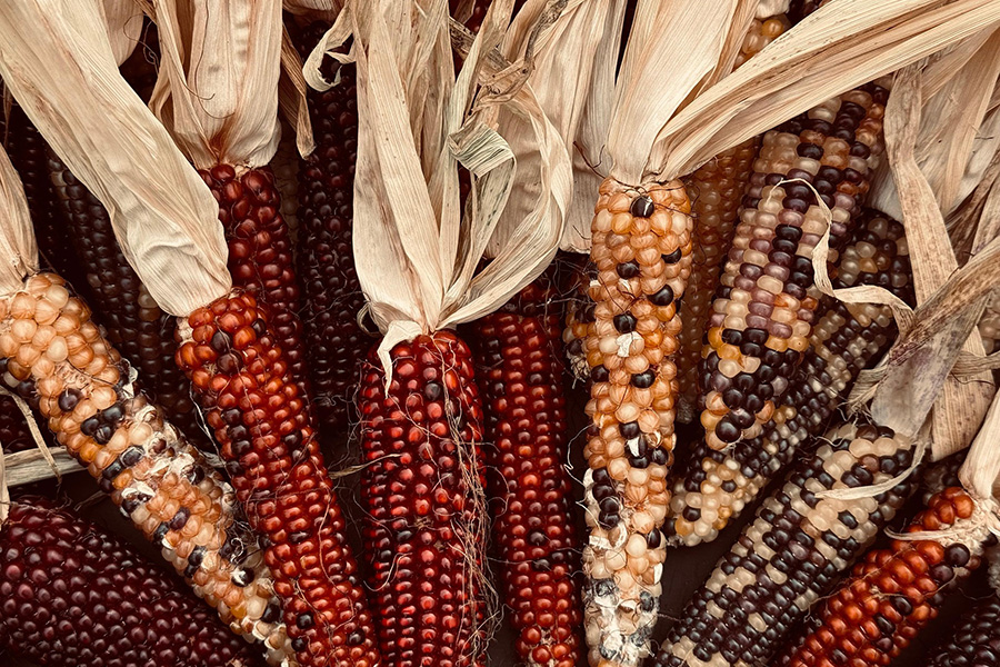 A collection of corn and maize laid out on a table.