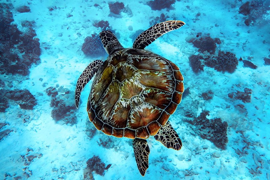 a large loggerhead turtle swims in clear blue water of the sea
