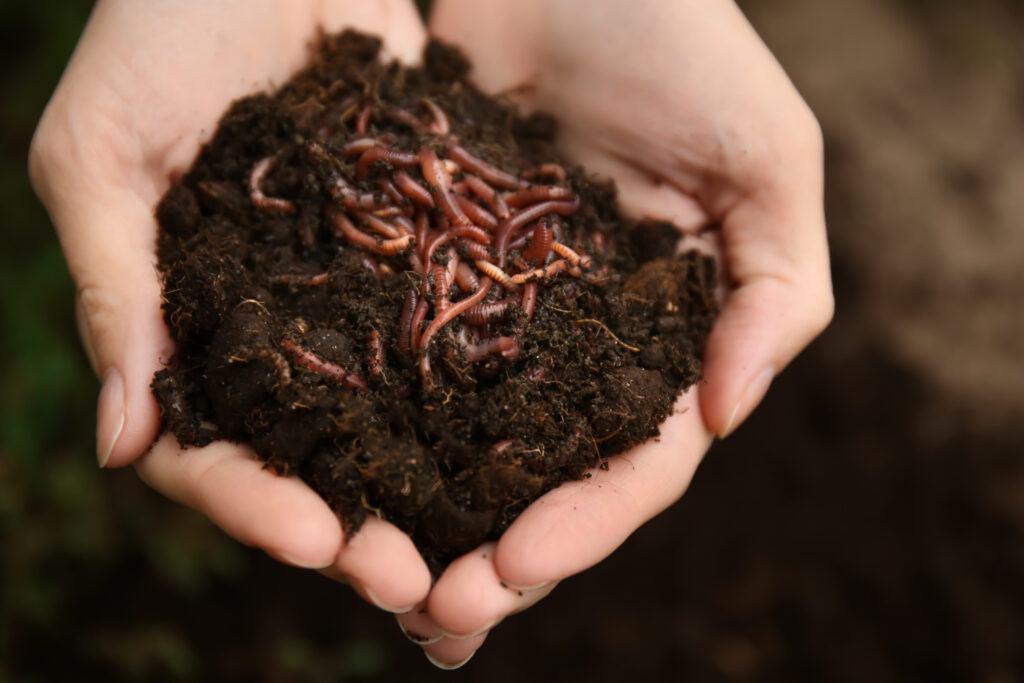 A set of hands holding a mound of soft dirt with a collection of worms wiggling around in it.