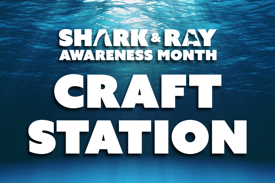 Underwater background with text: "Shark & Ray Awareness Month Craft Station"