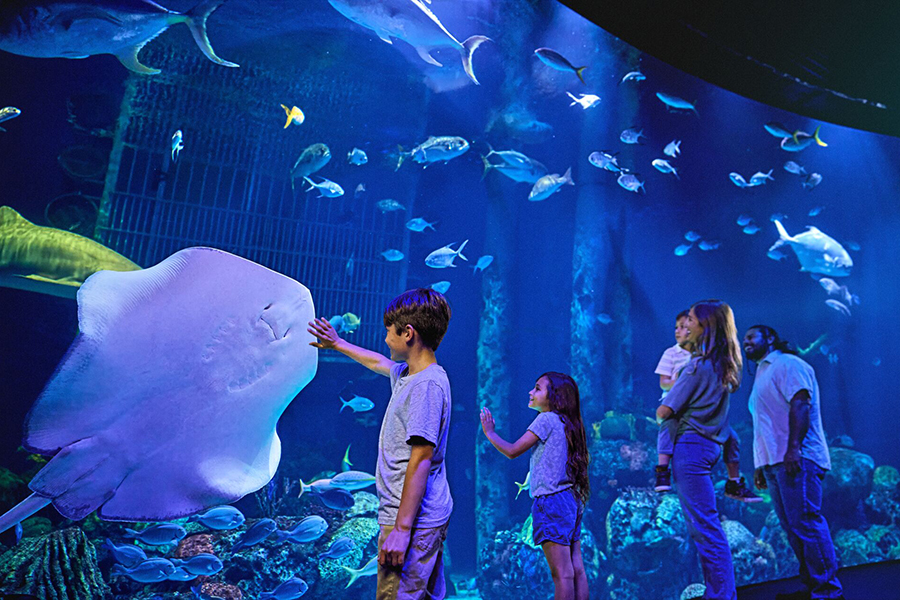 A family of four smiles as they admire the Out to Sea exhibit at Wonders of Wildlife.
