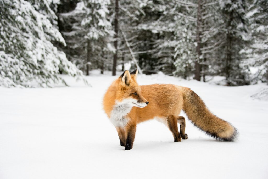 fox