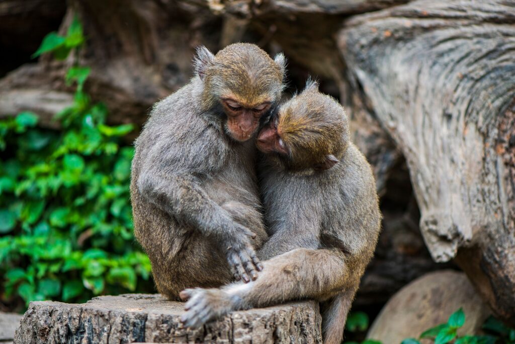 monkey