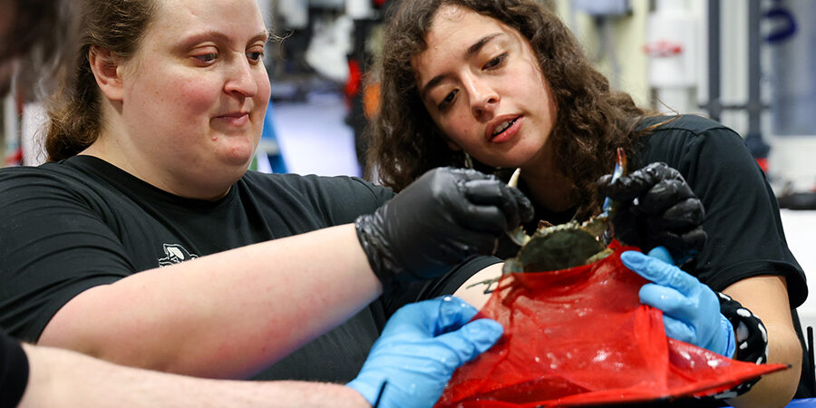 Two staff members closely examine some live food before feeding some aquatic creatures.