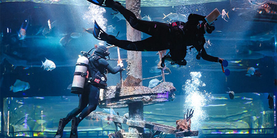 Two divers swimming in a large clear tank while cleaning the glass.