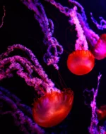 Johnny Morris' Wonders of Wildlife | National Museum & Aquarium